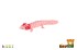 Axolotl mexick zooted plast 8cm v sku